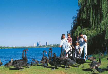 Les cygnes noirs de Perth